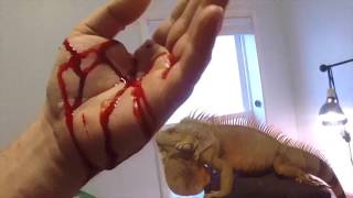 Don't Play With Your Lizard