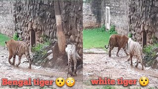 Gwalior zoo 🐅🐆🐊😯😳😱 all animals h