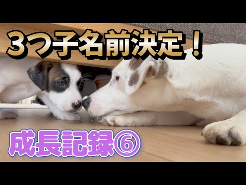 ジャックラッセル犬の名前