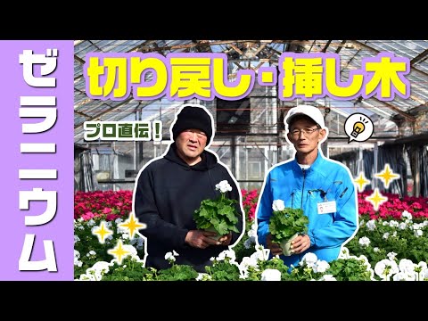 ゼラニウムを剪定する時期と方法