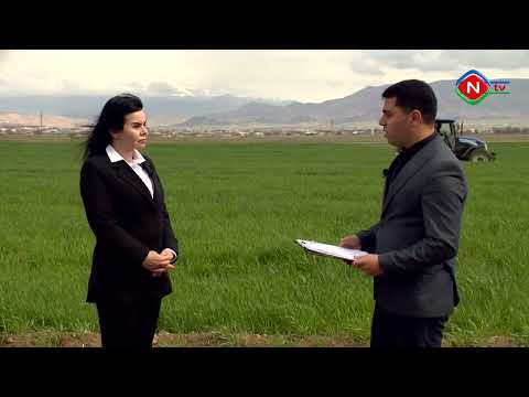 Olduğu kimi - Kənd təsərrüfatı - 23.03.2023