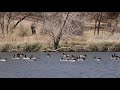 Canadian Geese And Peaceful Music