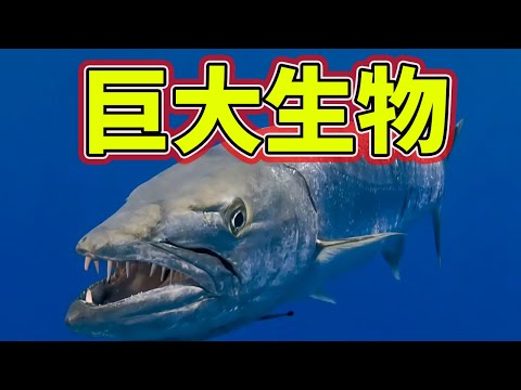 カランクス・ラグブリス