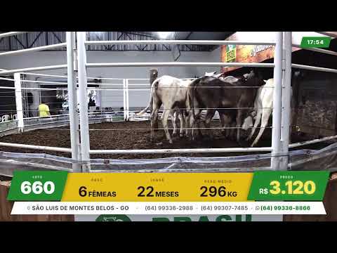 BRASIL LEILÕES - SÃO LUIS DE MONTES BELOS - GO -24/06/2026