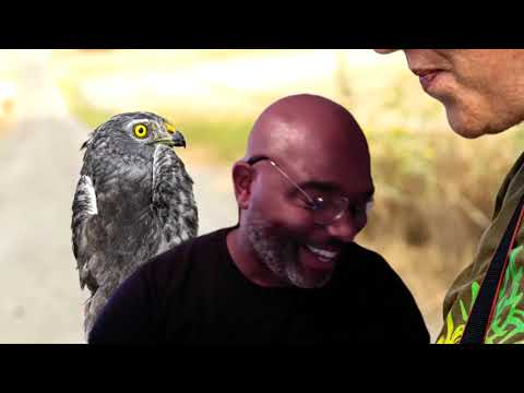 Taller sobre aves urbanas (Online)