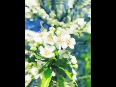 phayeng chakpa hei-yu park ll manipur ll