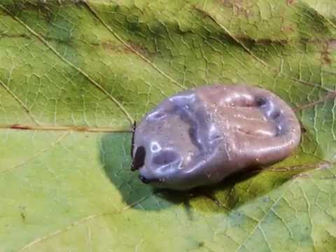 Generazione del gas da parassiti Lyambliya e helminths stesso