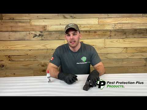 Mini-Rex Mouse Snap Trap-How to Use For Effective Mouse Pest Control