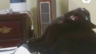 Cat powers up his attack | Funny Vines Cats 10