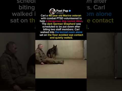 He Sat Down And Changed a Dog Fate #Shorts