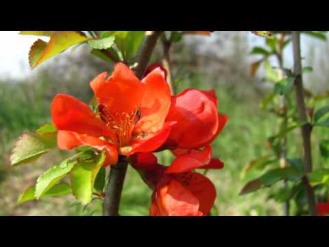 "Będzie lepiej", Dom o Zielonych Progach