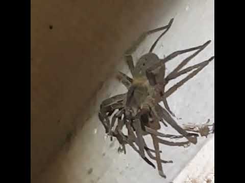 As aranhas mais perigosas do mundo dentro do meu banheiro!