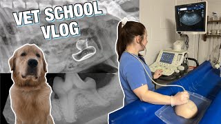 DAY IN THE LIFE OF A VET STUDENT: diagnostic imaging rotation vlog 🦴