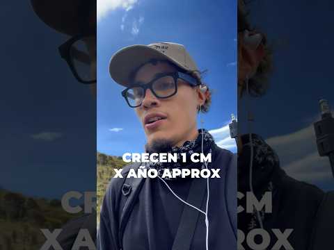 Conozco las platas que producen agua! Frailejones - Nevado Del tolima PT2