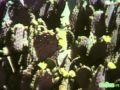 Classic Sesame Street Desert Plants On Film