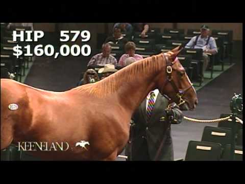 Hip 579 English Channel Colt
