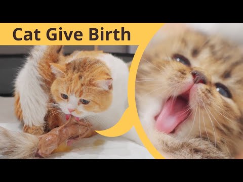 My Cat Giving Birth to 2 Kittens With Complete Different Breed!