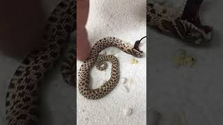 Cute Baby Snake's Defense Mechanism by Brian Barczyk