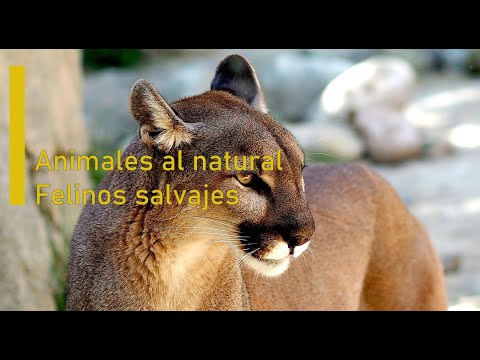 Animales al natural - Felinos Salvajes