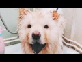 Chow Chow Take A Shower