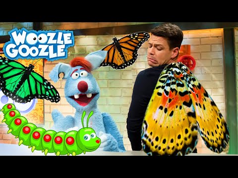 Wie wird aus einer Raupe ein Schmetterling? l WOOZLE GOOZLE