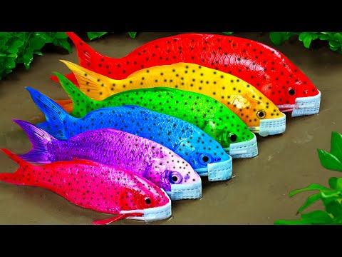 Build Fish video Experiment | Family of Colorful Carp Primitive Mud Survival Fun | Stop Motion ASMR