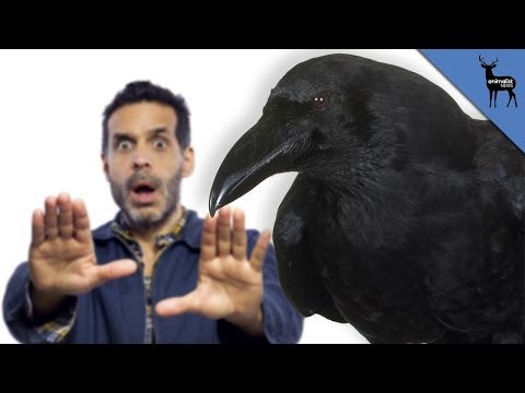 The Crows IOS