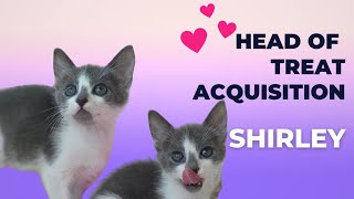 Meet Shirley, the professional singing kitten
