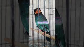 Download lagu masteran jernih tengkek buto mp3 Download lagu masteran jernih tengkek buto mp3