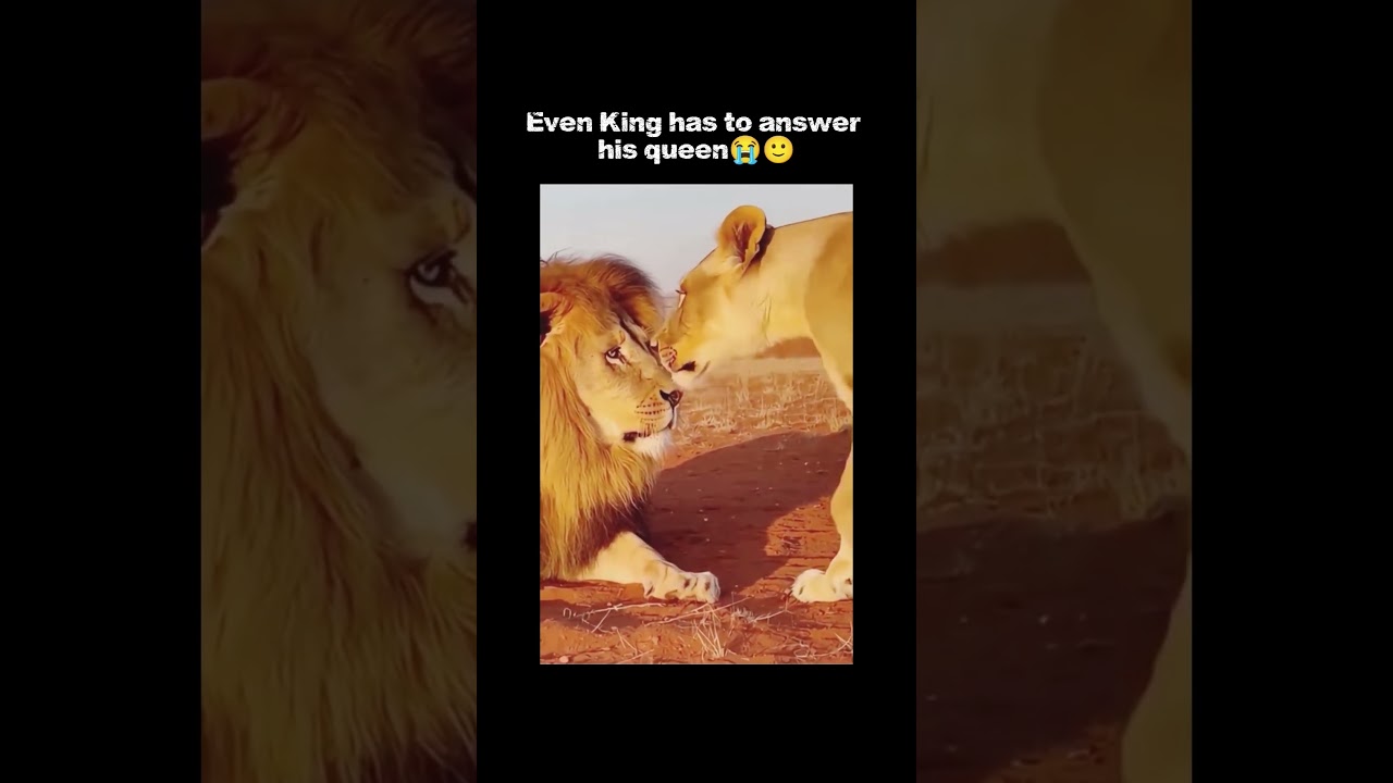 This is Universal 😭🫠#viral #shorts #animals #lion #love