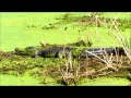 Cypress Wetlands Hosts Huge Alligator Port Royal ...