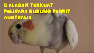 Download lagu REVIEW 5 STRONGEST REASONS TO KEEP AUSTRALIAN PARKETS || FALK || COCKATIEL mp3 Download lagu REVIEW 5 STRONGEST REASONS TO KEEP AUSTRALIAN PARKETS || FALK || COCKATIEL mp3