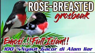 Download lagu Emotions..!! THE CHRINGING BIRD 'Rose-breasted grosbeak' instantly catches up.. Gacor in the wild. mp3