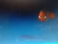 Nemo Is Not Listening Latin Spanish