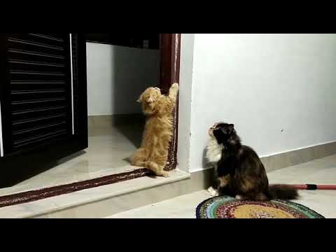 cat kittens cute moments