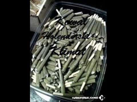 Kowal-Holenderski Klimat