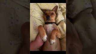 Video preview image #1 Dachshund Puppy For Sale in Menifee, CA, USA