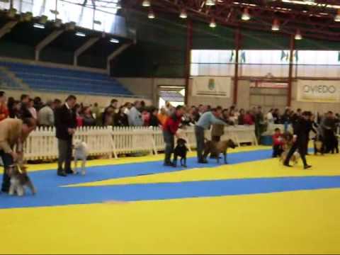 Oviedo Dogo Argentino Urko de la Tarascada 2009