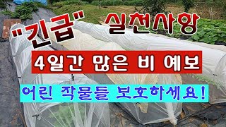 [텃밭농부 2,061]  "긴급". 4일간 많은 비가 예보. 어린 작물들 이렇게 보호 해 주세요!