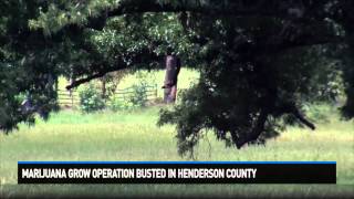Marijuana grow operation busted in Henderson County