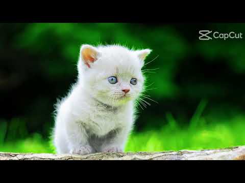 cute cats for my friend zoya