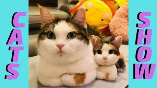 Gatos engraados e fofos para assistir e se alegrar - Assista agora