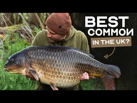 The Story Of Bullnose | A HUGE Common Carp | Korda Mindset