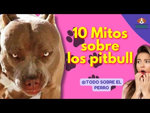 10 MITOS SOBRE LOS PERROS PITBULL🐶