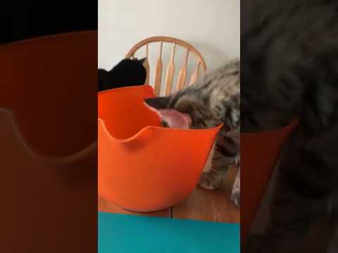 Serendipity Really Wants to Help Me Make Marchelle’s Lunch!