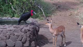 Selfish Ground Hornbill | Ranger Insights