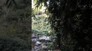 preview picture of video 'Kakochang waterfall, Assam'