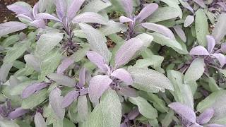 10 Herbs to grow on your window ledge (Windowsill herb garden)