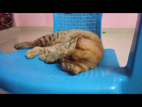 cat massage