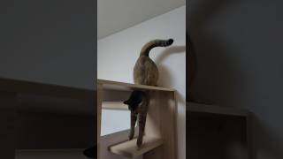 華麗に降りる猫 #shorts
